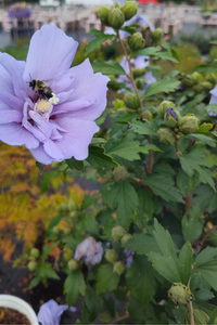 Perennial 6